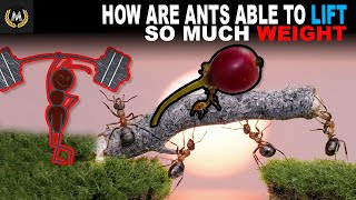 How are Ants Able to Carry Objects Much Larger Than Themselves?