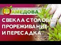 Свекла столовая: прореживание и пересадка.