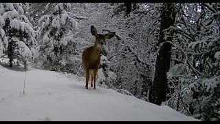 Hungry Tehachapi Deer looking for food, winter 2024