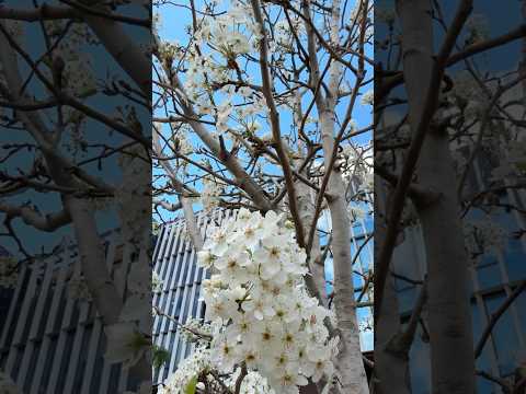 Цветущий апрель. #цветы #nature #flowers #shortvideo #shorts #israel