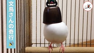 シュールすぎる…変わった寝床を持つ文鳥さん【PECO TV】