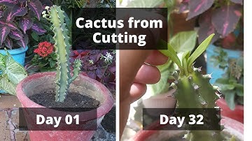 How to propagate cactus | Cactus plant from offset