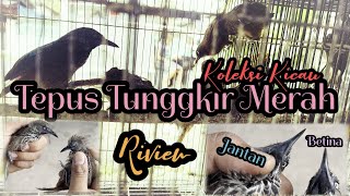 Tepus Tunggkir Merah ~ Koleksi Kicau Handal, Riview Perbedaan Jantan/Betina di Ulas dgn SGT Detail.