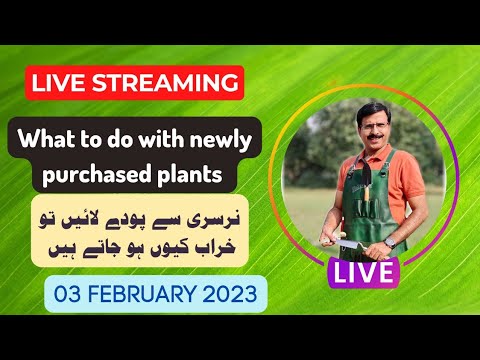 वीडियो: नंगे जड़ वाले पौधे - बेयर रूट होलीहॉक कैसे उगाएं