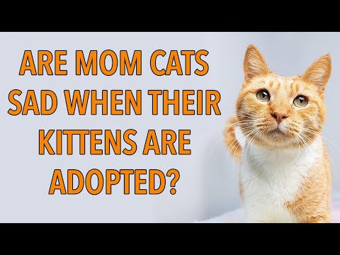 Video: Zal mijn kat haar kittens pletten?