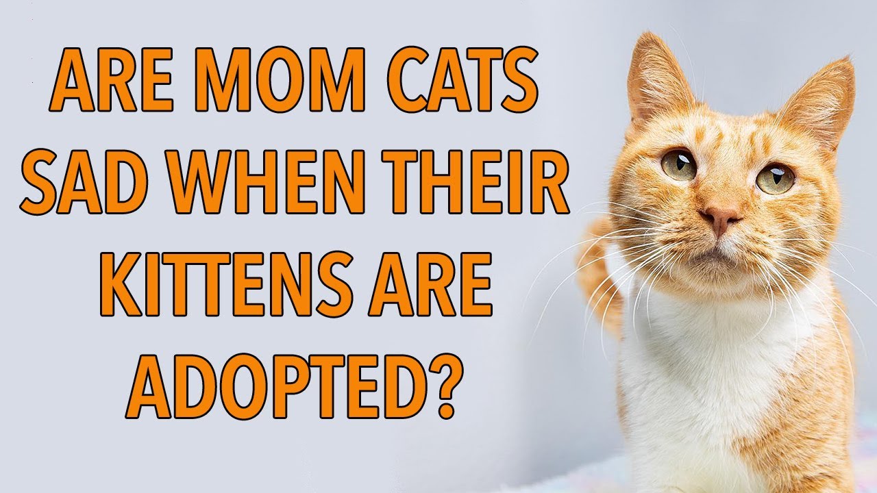 Do Mom Cats Miss Their Kittens After Adoption?