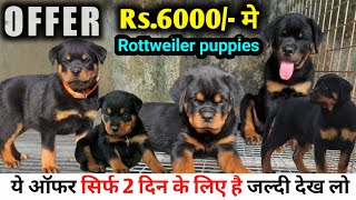 Rs.6000/ मे ले जाओ Rottweiler puppies | Offer sirf 2 din ke liye | Top quality rottweiler for sale