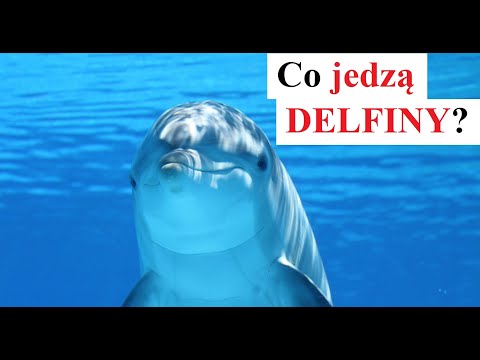 Wideo: Czy Delfiny Jedzą?