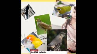 Single Terbaru - Master Terapi Semua Burung Terbaru