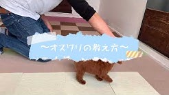トイプードル ティーカップブリーダー直送センター Youtube