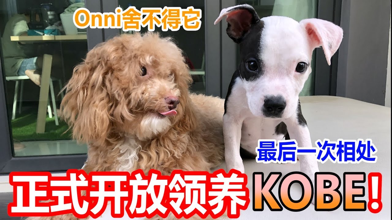 正式开放领养KOBE！要的请联络我......两个毛小孩最后的相处～