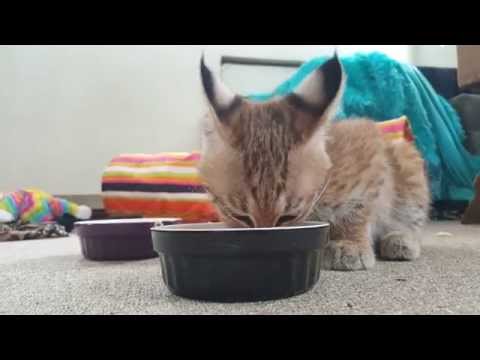Nom Drama! | BOBCATS GETTING TESTY OVER FOOD