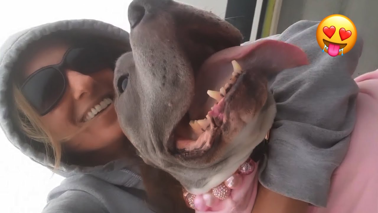 Спасенная питбульша весь день болтает со своей мамой 🐶