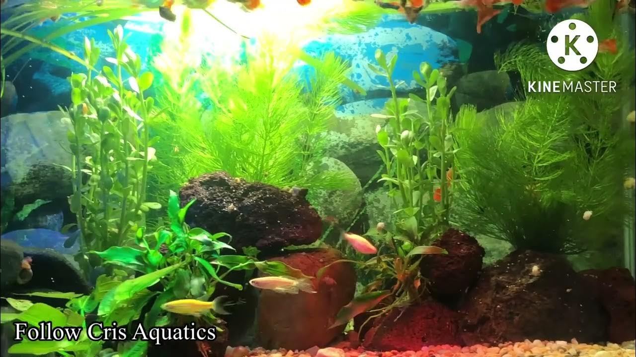 Guppies community tank YouTube