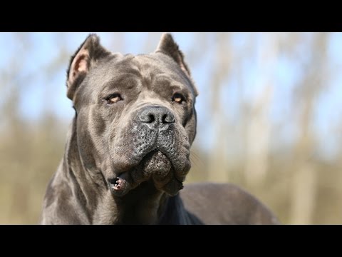 Cane Corso