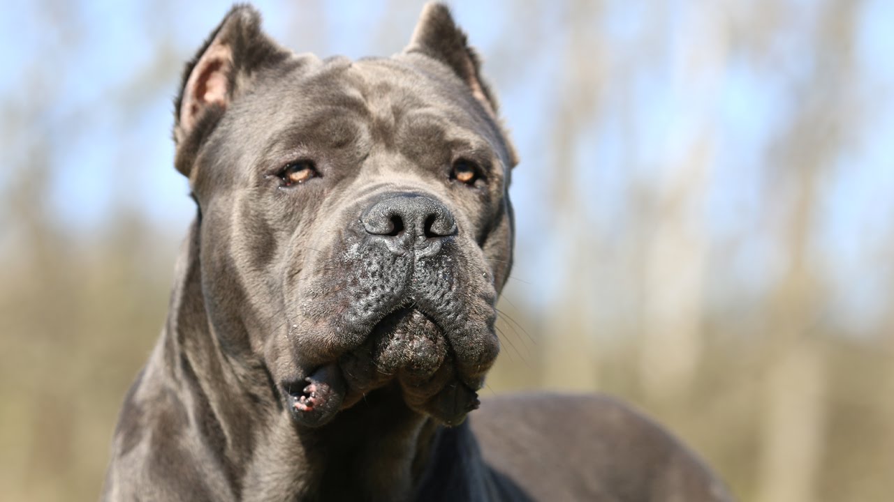 cane corso kane dog