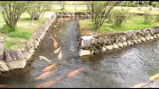 鯉が悠然と泳ぐ｢金山大堰／大堰公園｣