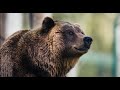 Moose Hunters Call In Three Brown Bears