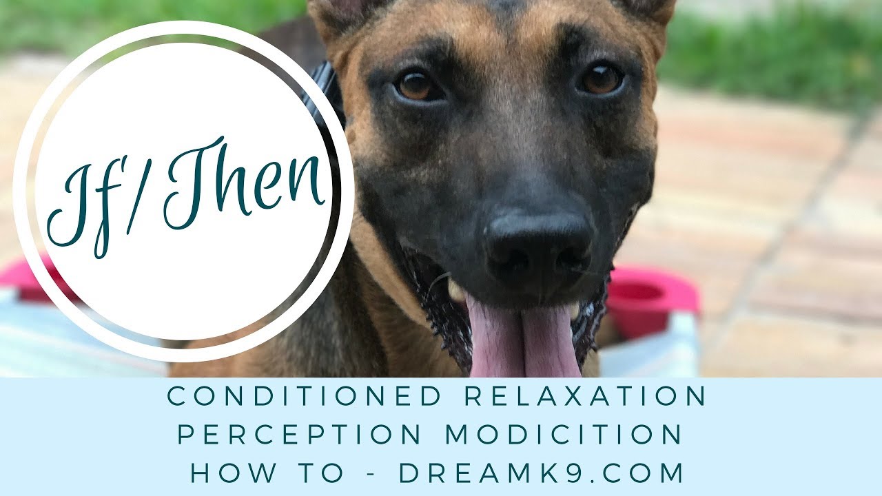How to use If/Then - Perception Modification / Conditioned Relaxation - DreamK9.com
