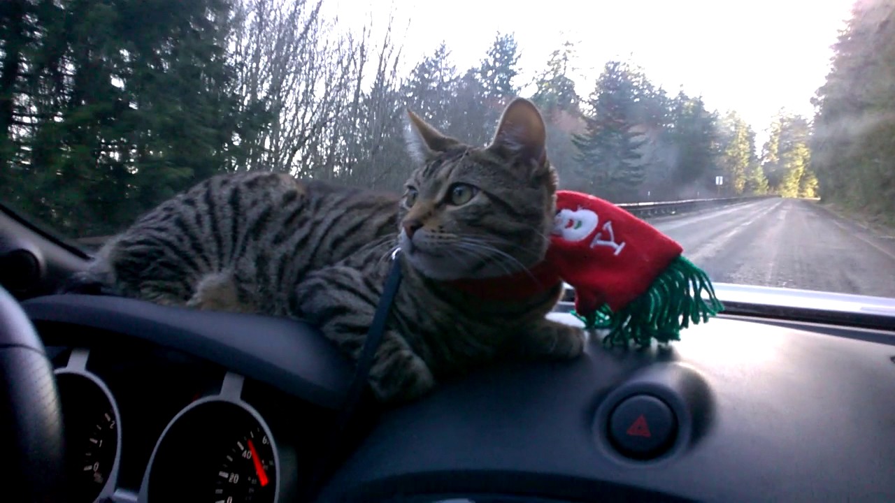 Christmas cat YouTube