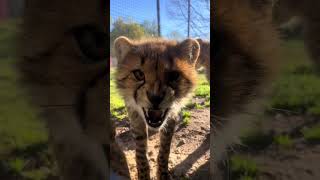 Who Are You Over There? Credit Miabryce