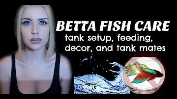 LET'S TALK ABOUT BETTA FISH (Care Guide)