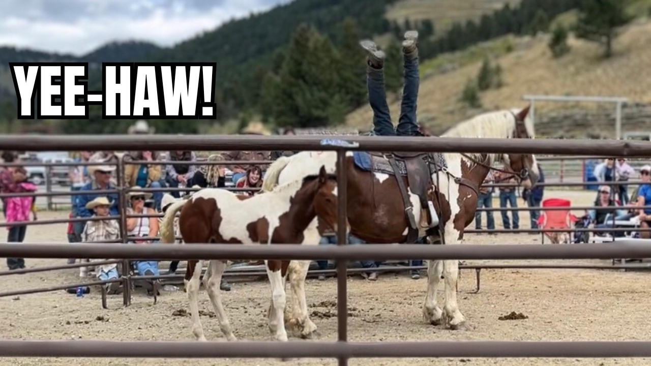 АУКЦИОН ДИКИХ ЛОШАДЕЙ МОНТАНА! Лошади были ОГРОМНЫЕ!