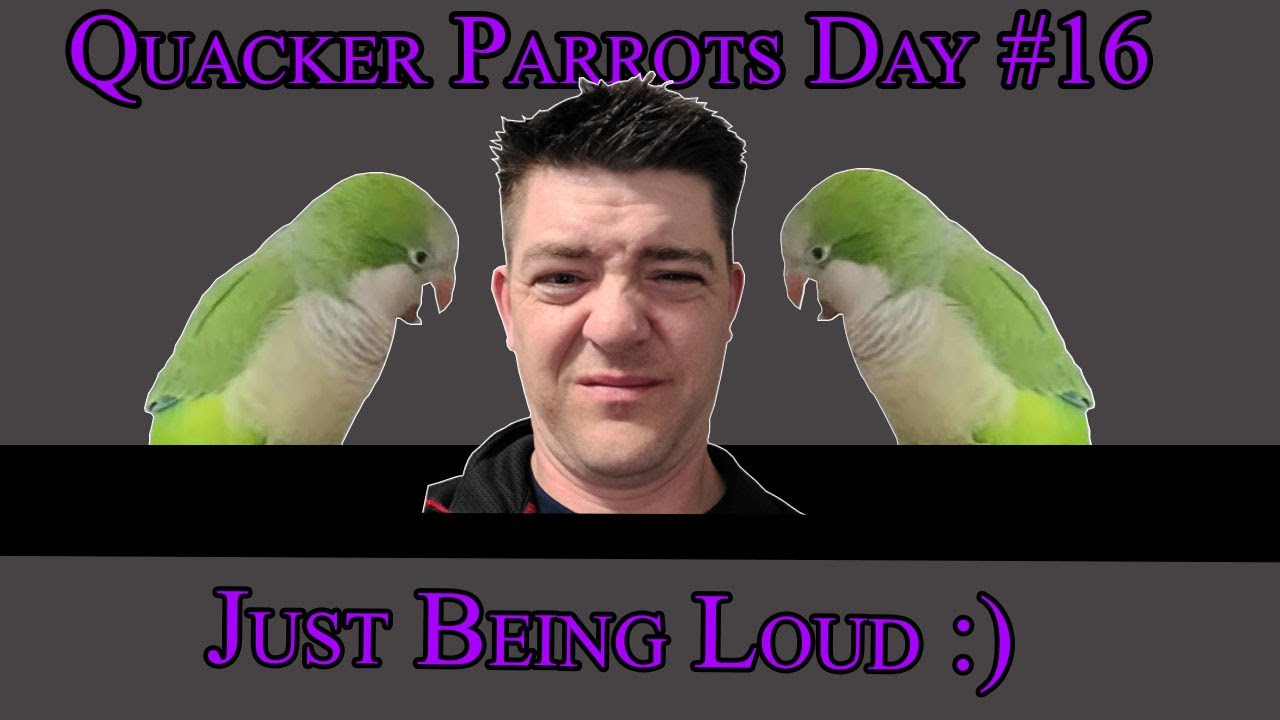 How Loud are Quaker Parrots