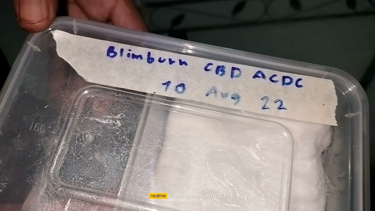 Update !!! Germination Blimburn seed CBD ACDC 