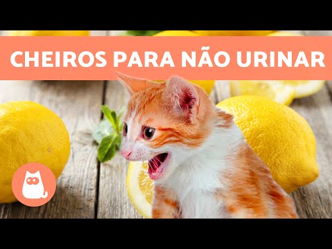 10 REMÉDIOS CASEIROS