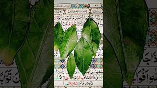 #quranrecitation