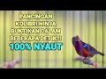 PANCINGAN KOLIBRI NINJA FULL TEMBAKAN BIKIN KONIN LAIN IKUT GACOR LANGSUNG EMOSI‼️