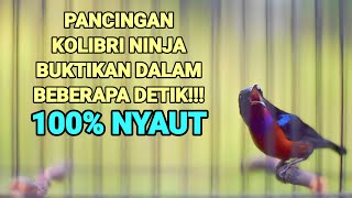 PANCINGAN KOLIBRI NINJA FULL TEMBAKAN BIKIN KONIN LAIN IKUT GACOR LANGSUNG EMOSI‼️