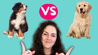 Bernese Mountain Dog vs Golden Retriever  Which Dog is Best for You?