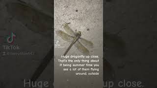 ￼ huge dragonfly, #like #subscribe #facts #youtubeshorts #amazing #animals #instagood #shorts