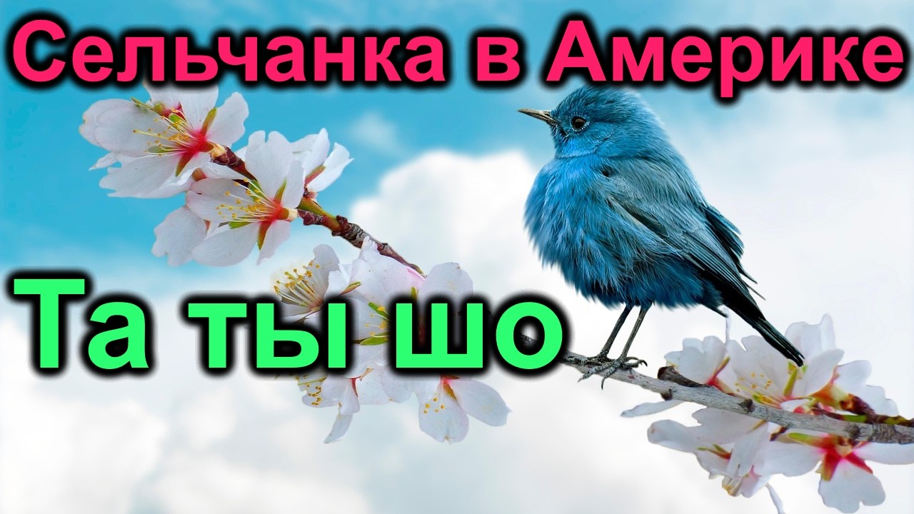 Сельчанка в Америке. Та ты шо