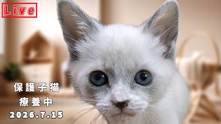 【2026.7.15】回復中の保護子猫「のあ」ご飯・ミルク・遊びの時間｜Rescued Kitten Noa