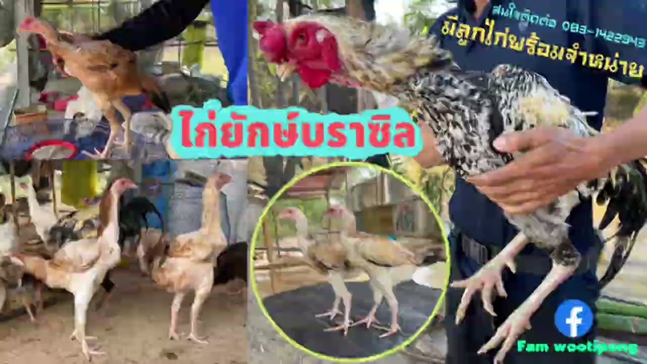ไก่ยักษ์บราซิล (Indio Gigante) พาชมบรรยากาศตอนให้อาหาร ep.8