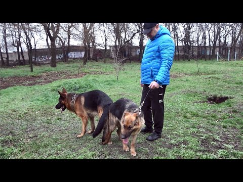 СУПЕР пара НЕМЕЦКИХ ОВЧАРОК Альфонс ф Тронье и Лола. Ждём ЩЕНКОВ в июне 2023 года. Одесса.