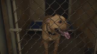 Codename Rescue: The Lehigh County Humane Society