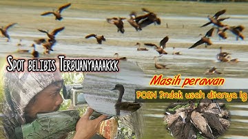 Berburu belibis batu || berburu belibis di sarangnya