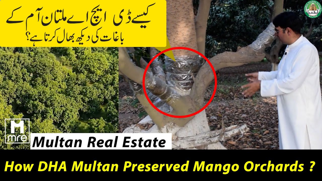 How DHA Multan Preserved Mango Orchards ? ڈی ایچ اے ملتان آم کے باغات کی دیکھ بھال کیسے کرتا ہے۔