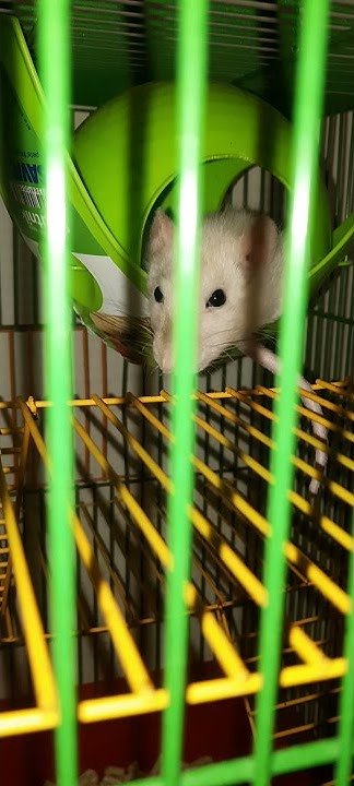 🐀🐁Декоративная крыска. Новый домик.🐭#shorts - YouTube