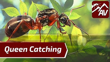 HOW TO CATCH A QUEEN ANT - Ant Season 2020!