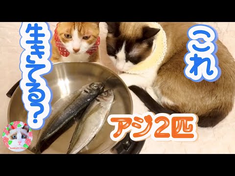 空腹な飼い猫に生魚を見せたらこうなってしまいました Raw fish for cat