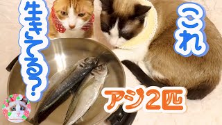 空腹な飼い猫に生魚を見せたらこうなってしまいました Raw fish for cat