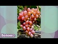 Виноград Полонез селекции О. М. Писанки - красивый и урожайный (Grape Polonaise)