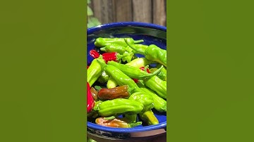 Different varieties of homegrown peppers 🌱 🫑🌶  #shorts #shortvideo #harvest #peppers