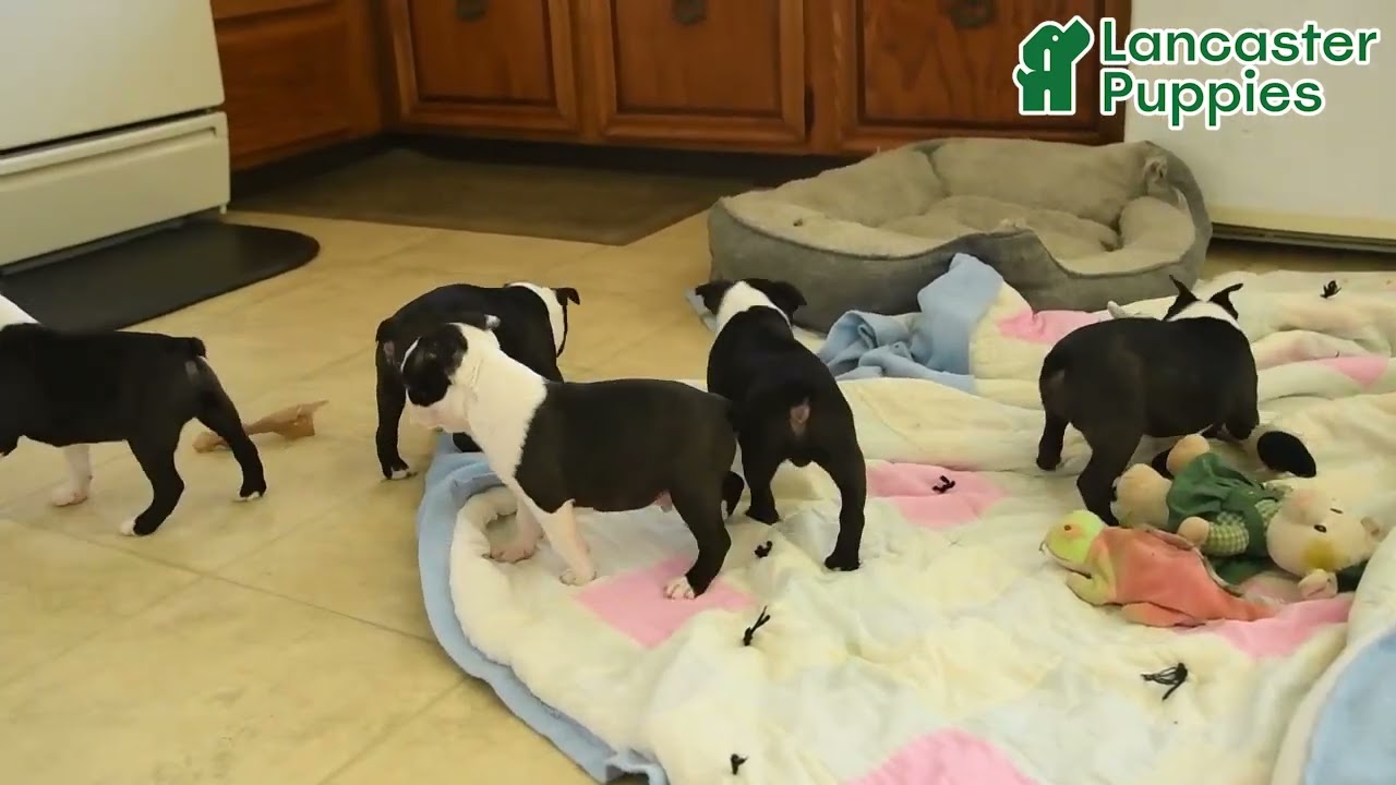 Sweet Boston Terrier Puppies