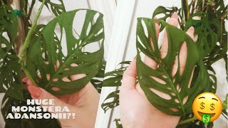 HUGE monstera adansonii at HOME DEPOT? wishlist plant shopping by bunch of brunners  472 views 3 years ago 6 minutes, 51 seconds